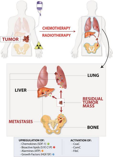 Chemotherapy Or Radiotherapy Induces A Metastasis Receptive