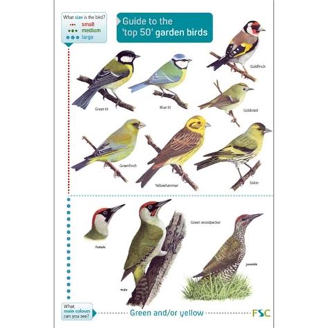 Photos Rspb Garden Birds Poster And View Alqu Blog