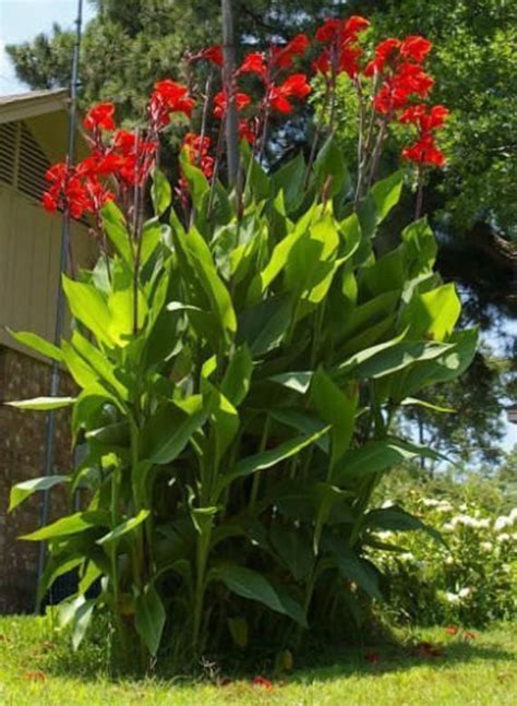 Canna Lily Seeds Red Flowering Tropical These Red Blooming Cannas Are