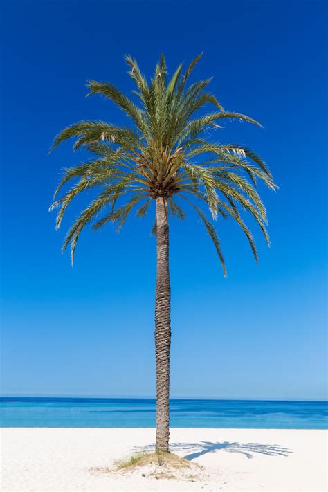 Palm Tree On The Beach Free Stock Photo Public Domain Pictures