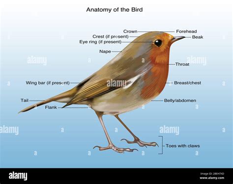 Bird Anatomy Illustration Stock Photo Alamy