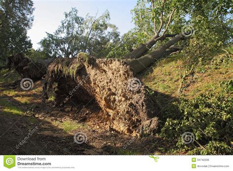 Uprooted Trees Stock Photo Image Of Death Branch Fallen 34742208
