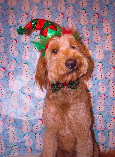Because we believe dogs thrive when they live in a home rather than in a barn or kennel, we have only a small number of dogs. Goldendoodle Noël 2015 | Adorable, Maybe someday, Doodles