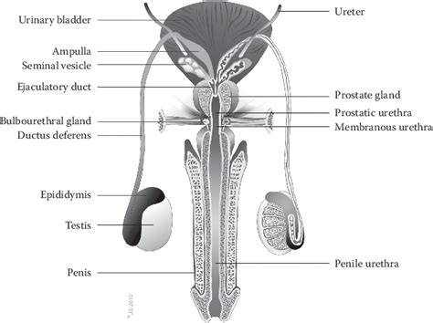 1 See Colour Insert A Posterior View Of The Adult Human Male