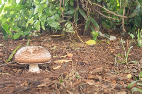 Solitary Mushroom Stock Photo Image Of Brown Grass 144315096