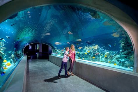 Odysea Aquarium Phx Stays