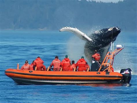 Whale Watching From Victoria Zodiac Boat Bon Voyage