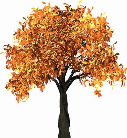Fall Tree Leaves Autumn Branches Nature Isolated