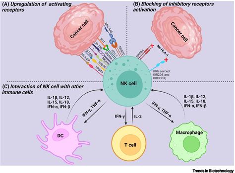 Nanobiomaterials To Modulate Natural Killer Cell Responses For Effective Cancer Immunotherapy