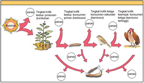Rantai makanan adalah sebuah siklus makan dan dimakan antara makhluk hidup yang terjadi dalam sebuah ekosistem, serta jenis, jaringan, gambar, dan contoh. Macam-macam Rantai Makanan Beserta Tingkat Trofik, Piramida Ekologi dan Aliran Energi Pada ...