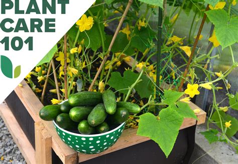How To Grow Cucumbers Bob Vila