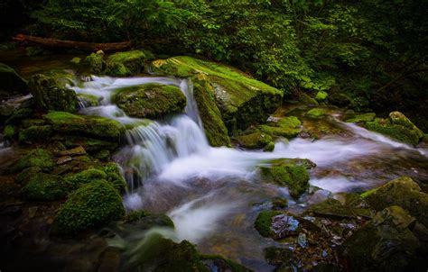 Wallpaper Greens Forest Branches Stream Stones Foliage Waterfall