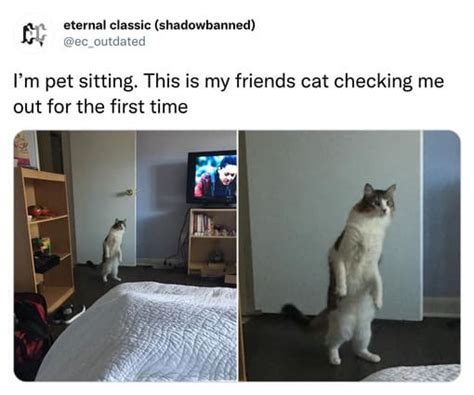 30 Funny Cat Tweets Thatll Bring Some Joy To Your Timeline