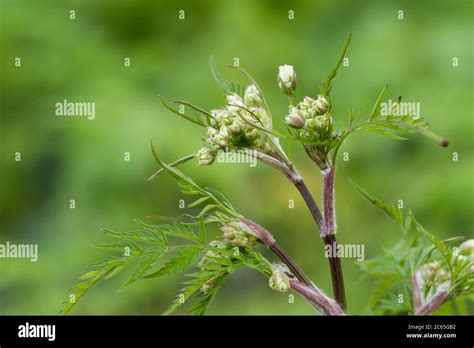 Cow Parsley Anthriscus Sylvestris Stock Photo Alamy