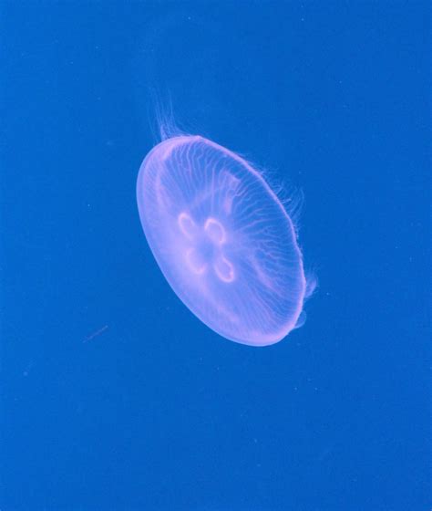 Moon Jellyfish Zoochat