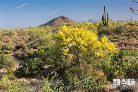 Foothill Palo Verde Yellow Paloverde Parkinsonia Microphylla