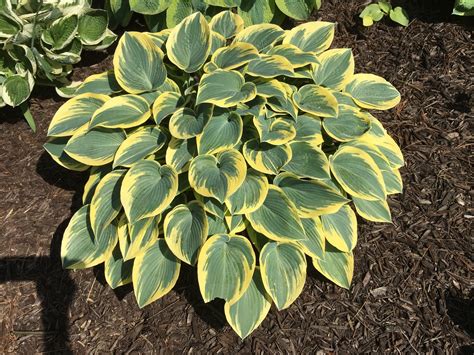 Hosta First Frost Picturethis