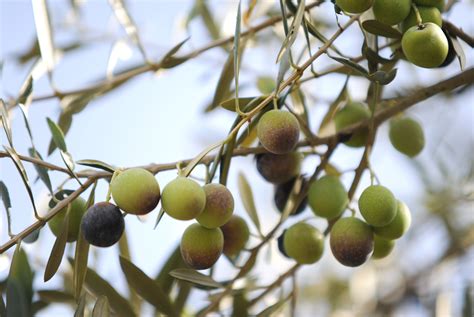 10 Varieties Of Fruiting Olive Trees You Can Grow