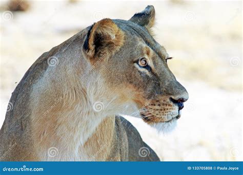 Beautiful Side Profile Of A Wild African Lioness Stock Photo Image Of