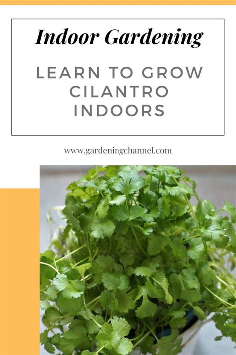 How To Grow Cilantro Indoors Gardening Channel Growing Cilantro