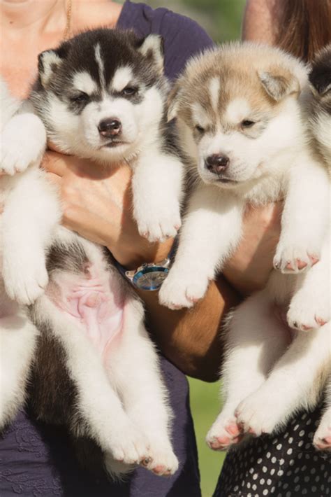 Four Puppies Siberian Husky Litter Dogs In The Hands Of The Breeder