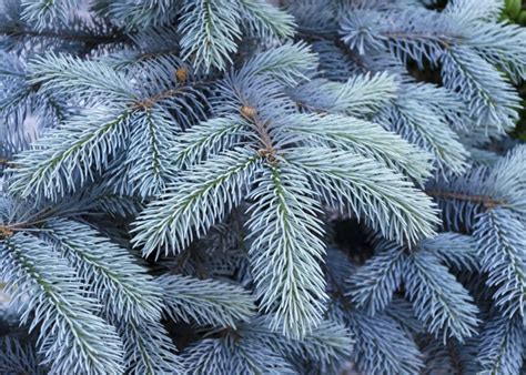 How To Grow Blue Spruce Seeds Hunker