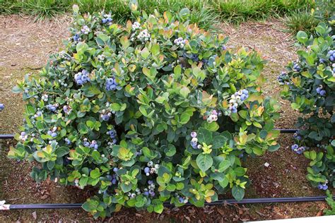 Espoma Soil Acidifier Holly Tone Growing Blueberries Brazelberries