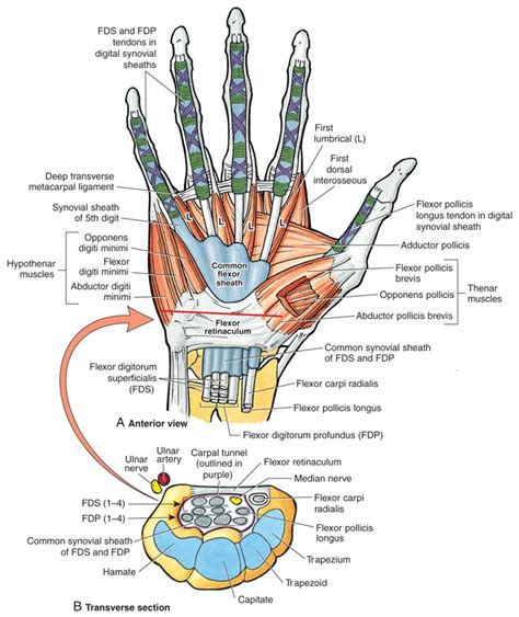 Carpal Tunnel Syndrome Medical Anatomy Anatomy Muscle Anatomy