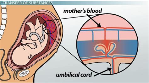 umbilical cord and placenta diagram