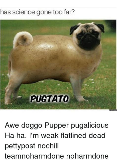 Pupper Memes