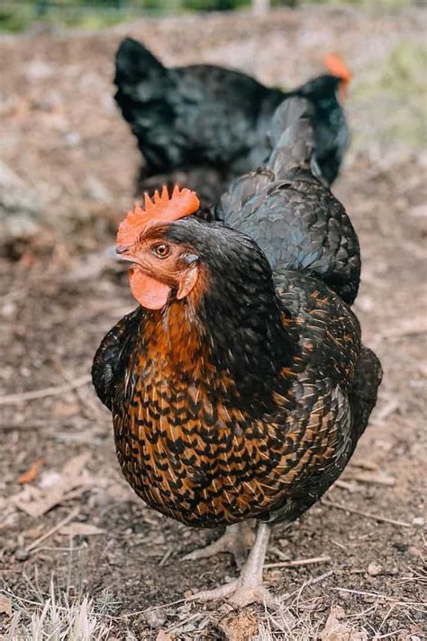 Black Sex Link Chicken Eggs Height Size And Raising Tips