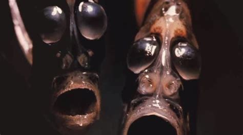 Video 10 Creepy Sea Creatures You Didnt Even Know Existed Until Now
