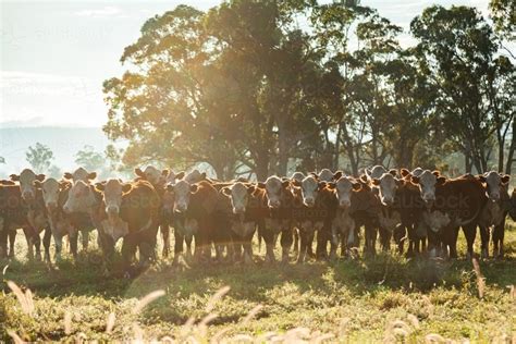 Image Of Golden Sun Flare Over Herd Of Inquisitive Hereford Cattle Austockphoto
