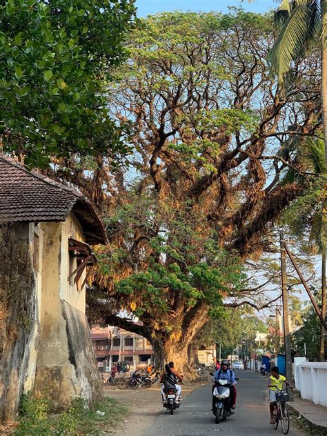 Rain Tree In Fort Kochi India In 2022 Kochi India Tree