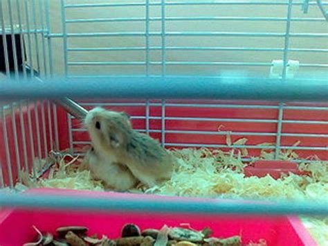 10 Facts About Dwarf Hamsters Fact File
