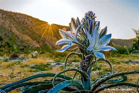 Discover The Beauty Of The Desert Lily Desertusa Blogs