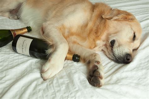 Homer The Golden Retriever Homers Happy New Year Hangover