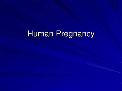 Ppt Human Pregnancy Powerpoint Presentation Free Download Id1774560