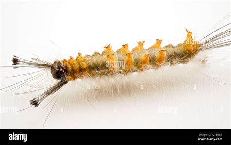 Upside Down Caterpillar Of The Tussock Moth In Macro Closeup On A White