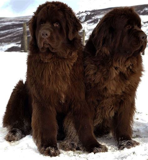 Newfoundland Dog Big Dogs Big Dog Breeds Types Of Big Dogs