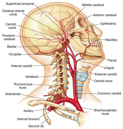 Blood Vessels Of The Head And Neck The External Carotid Artery The