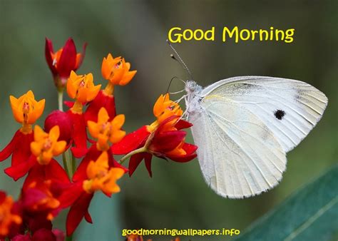 200 Good Morning Butterfly Images Hd Butterfly Photos With Quotes