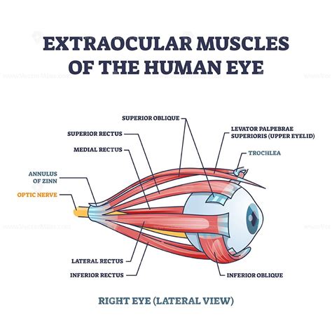 Extraocular Muscles Of Human Eye With Muscular Anatomy Outline Diagram