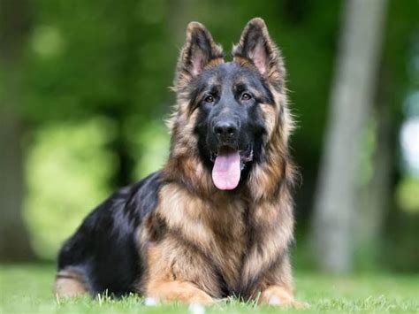 Dog That Looks Like German Shepherd 8 Dogs That Resemble Gsd