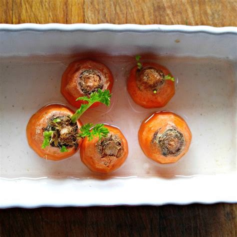 Maybe you would like to learn more about one of these? Re-growing Carrot Greens from Scraps for Earth Day - The ...