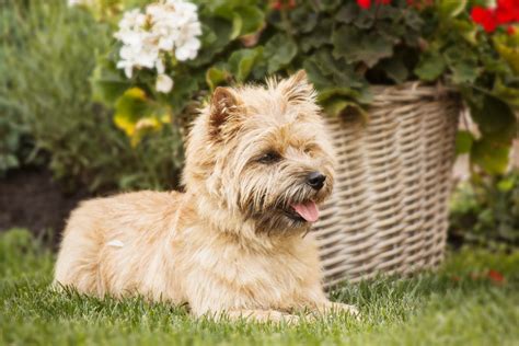 15 Types Of Terrier Dog Breeds Small And Large With Pictures Pet Keen