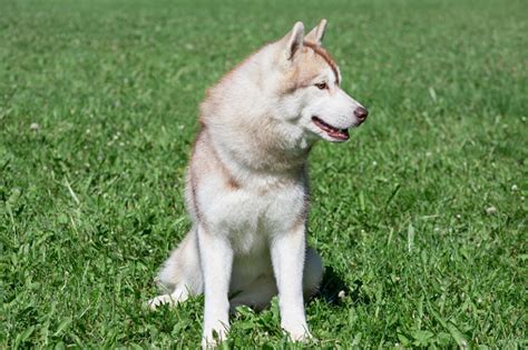 Sable Siberian Husky Puppy Is Sitting On A Green Meadow Pet Animals