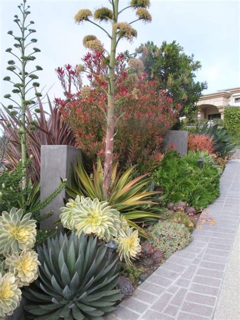 Xeriscaping Drought Tolerant Land Cover Succulent Landscaping