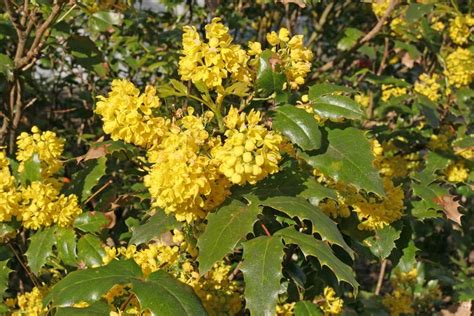 Red hibiscus bush sun to partial shade evergreen with large dark red flowers in spring. Backyard Gardener - Oregon Grape and its Native Relatives ...