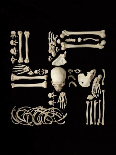 Human Bone Art By Francois Robert